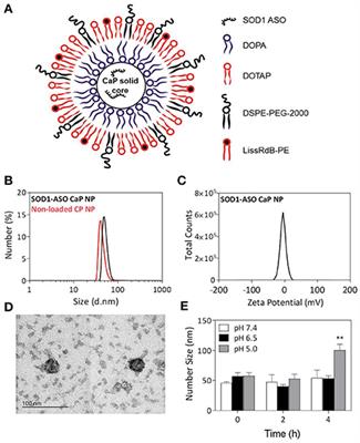 Improving the Delivery of SOD1 Antisense Oligonucleotides to Motor Neurons Using Calcium Phosphate-Lipid Nanoparticles